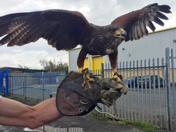 Harris Hawk- Bird Control