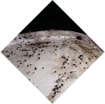 Common and German Wasp